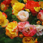 Climbing Roses Live Plants, Golden Orange Rose Climbing Bushes for Planting, No Pot, Cut Back, Well Rooted, No Leaf for Planting