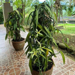 Fast Growing Vanilla Bean Orchid Live Plant, Green Fragrant Beans Vanilla Starter Plant, 3 to 7 Inches in Tall, Rare Plant Outdoor Indoor