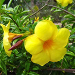 Set of 2 Yellow Allamanda Plant Live, Allamanda Plant, Ornamental Flowering Vine Plants for Outdoor Gardens, No Pot