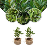 Bay Leaf Tree Live Plant, Laurus Nobilis Sweet Bay Laurel Tree, Size 6-10" in Tall in 4 Inc Pot, Fragrant Herb