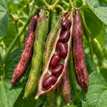 Live Red Bean Plant, Bean Bush Plants, 3-5 Inches Tall