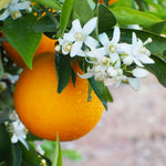 Orange Live Plant in 1 Gallon Pot, 1-2 Ft Tall Live Sweet Orange Citrus Fruit Tree Plant for Patio, Container or Outdoor Growing
