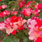 Climbing Roses Live Plants, Rose Bushes Ready to Planting, No Pot, Cut Back, Well Rooted, 6-8 Months Old (Fourth of July)