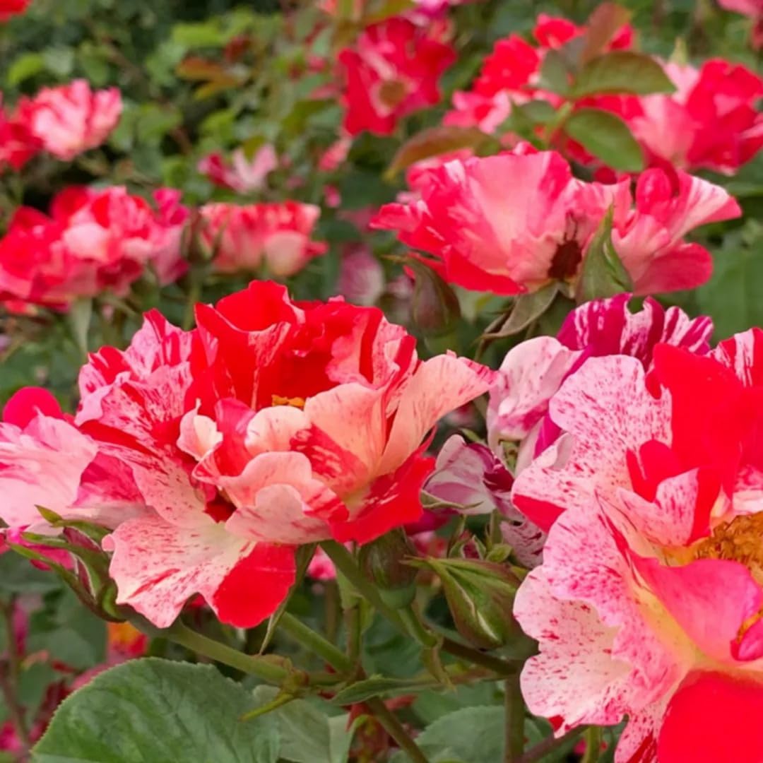 Starter Climbing Roses Live Plants, Rose Bushes Ready to Planting, No Pot, Cut Back, Well Rooted, 6-8 Months Old (Fourth of July)