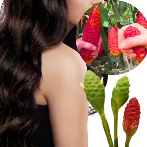 10 Count Shampoo Ginger Plant Rhizomes, Wild Awapuhi Zingiber Zerumbet Pinecone Bitter Red Ginger, Hardy in Zones 9-11