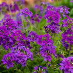 4 Purple Verbena Plants Live, 4-8” Tall, Hardy Perennial Groundcover, Long Blooming Purple Flower Plants for Outdoor Garden