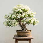 Bougainvillea Tree Live Plant, 5 to 9 Inches Tall, Outdoor Landscaping Trailing Flowering Vines for Trellis, Spring Garden (White)
