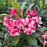 Pack 2 Desert Rose Plants Live, Hardy Adenium Obesum Succulent, Vibrant Blooms for Indoor and Outdoor 4-7 Inch (Pink)
