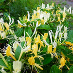 2 Winter Honeysuckle Plants Live for Planting, Fragrant, Easy to Grow, Perfect for Landscaping, No Pot, Ideal for Trellises Fences, Climbing or Bush, Rooted Cutting 8-12", Dormant No Leaf