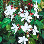 Clerodendrum Light Wallichii Live Plant Smithianum, Trailing Light Bulb Flower, Well-Rooted 5-9 Inch Tall, Chain of Glory Vine
