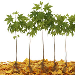 5 Sycamore Tree Plant Bare Roots, Large Shade Plant, Sycamore Plant Seedlings, No Leaves, 12 to 18'' Tall
