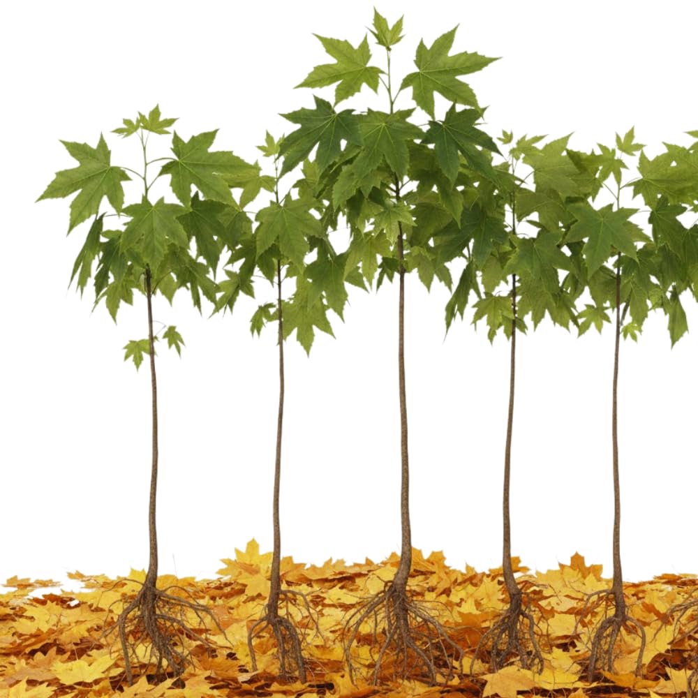 5 Sycamore Tree Plant Bare Roots, Large Shade Plant, Sycamore Plant Seedlings, No Leaves, 12 to 18'' Tall