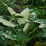 Set 2 Variegated White Colocasia Elephant Ear Plants Live 4–7 Inches Tall, Tropical Foliage Plants for Outdoor Garden, Large Leaf Plants for Patio, Containers or Landscape