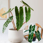 Philodendron Live Plant, Rare Variegated Houseplant 5-8 Inch Tall, Indoor Live Plant for Home or Office Decor, No Pot (Long Green Philodendron)