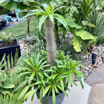Palm Tree Live Plant Indoor Outdoor, Rare Succulent Palm Houseplant for Indoor or Outdoor Growing, 1 Gallon Pot, Green Leaves White Flowers