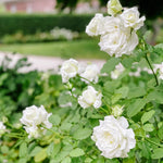 Rose Bush Live Plant, Heirloom Rose Plant Live for Planting, 5-10 Inch Tall, Fragrant Flowers Well Rooted Starter Plant, No Pot (White Rose)
