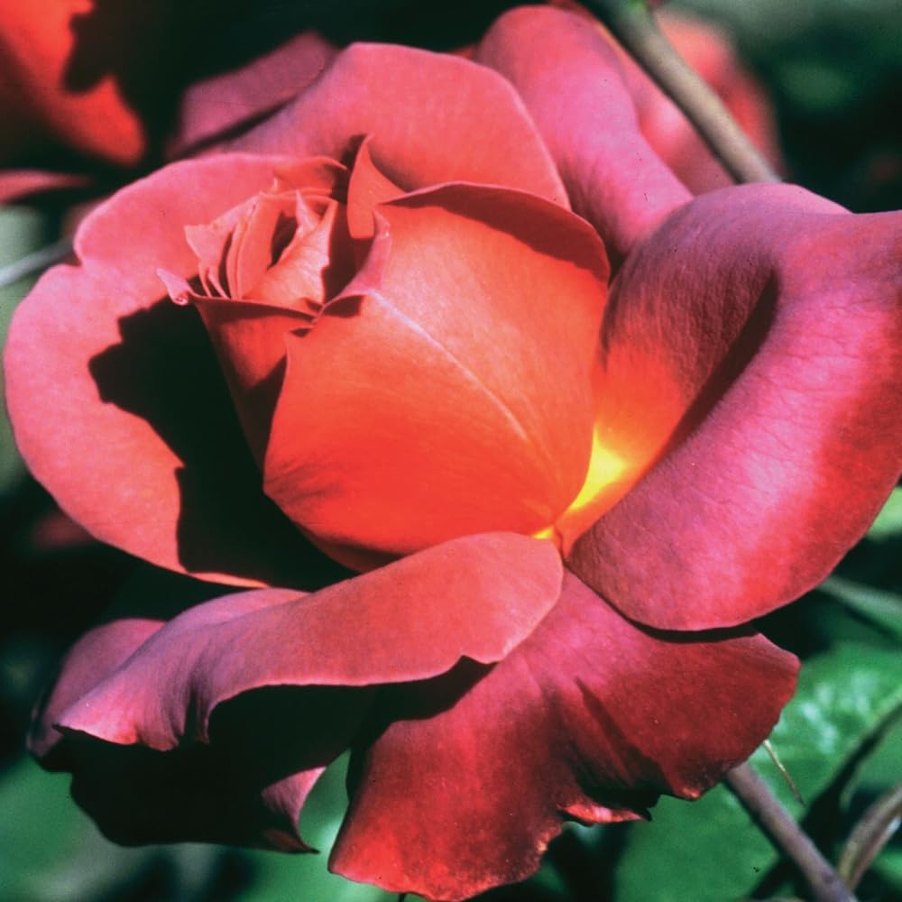 Rose Bush Live Plant, Heirloom Rose Plant Live for Planting, Fragrant Flowers Well Rooted Plant, 5-10 Inch Tall (Chocolate Orange Rose)