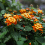 Live Lantana Plant, Perennial Lantana, Vibrant Flower Colors, 4 Inch Pot for Indoor or Outdoor Planting (Orange Flowers)
