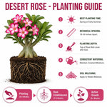 3 Mixed Desert Rose Plants Live, 4-7 Inches Tall, Colorful Adenium Succulent Flowering Plants for Garden and Indoor Pots