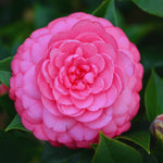 Pink Camellia Plant Live, Camellia Japonica Tree, 5 to 10 Inc Tall, Flower Bush Plant Pot, 4 Inc
