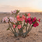 Pack 2 Desert Rose Plants Live, Hardy Adenium Obesum Succulent, Vibrant Blooms for Indoor and Outdoor 4-7 Inch (Pink)
