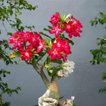 Red Desert Rose Plants Live for Indoor Outdoor Growing, Cold Hardy, Starter Size, 4-7 Inc in Tall Desert Rose Seedling