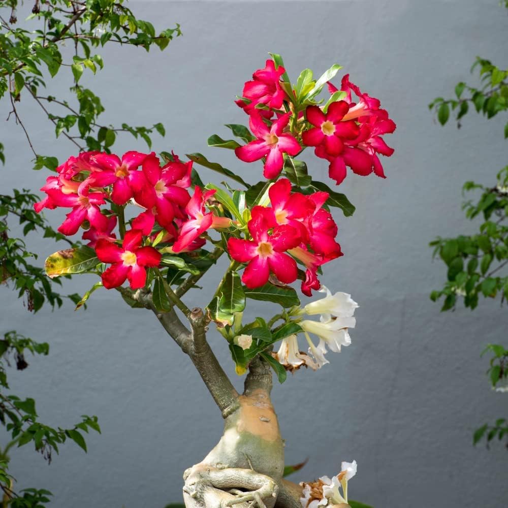 Red Desert Rose Plants Live for Indoor Outdoor Growing, Cold Hardy, Starter Size, 4-7 Inc in Tall Desert Rose Seedling