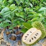Soursop Tree Live Plant 8 Months Old No Pot, Tropical Annona Muricata Starter Plant, Very Fast-Growing, 5-9 Inches in Tall, No CA