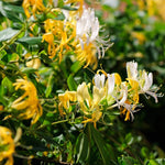2 Yellow White Honeysuckle Plants Live for Planting, Fragrant Honeysuckle Vine Live Plants, 5-9" Tall, Hardy Perennial Climbing Vine