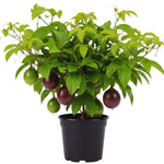 Live Passion Fruit Plant, Passion Fruit Tree Live Plant, Purple Passionfruit Vine Gardening, Half Gallon Pot