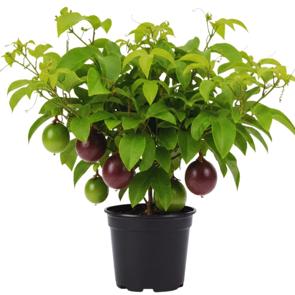 Live Passion Fruit Plant, Passion Fruit Tree Live Plant, Purple Passionfruit Vine Gardening, Half Gallon Pot