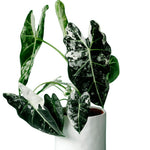 Pack 2 Frydek Variegated Alocasia Live Plant for Planting, Indoor Houseplant Alocasia Plant Live, 5 to 7 Inc Tall, Bare Root, Alocasia Colocasia Taro Plant for Ornamental Plants