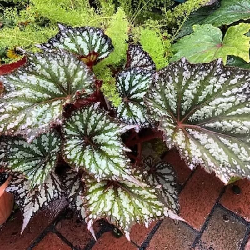 Set of 2 Begonia Angel Wing Maculata Live Plants, 5-9 Inch Tall, Summer Polka Dot Begonia for Home and Garden Decor