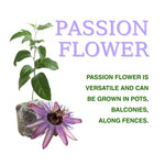 Pack 2 Passion Flower Plants, Lavender Passiflora Vine Flowering Plant 4-7 Inch Tall, Indoor Outdoor Planting