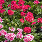 2 Mixed Geranium Plants Live, Vibrant Blooms, Hardy Perennial Geranium Flowers 4-8 Inches, Indoor Outdoor Planting