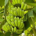Banana Plant Live, NAM Wah Banana Tree Live Plant, Hardy Banana Fruit Seedling 4 to 8 Inch Tall, Indoor Outdoor