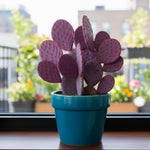 Live Purple Prickly Pear Cactus, 6-8 Inches Tall, Hardy Succulent Plant for Indoor or Outdoor Growing