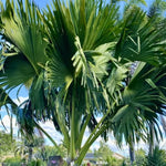 Palm Tree Live Plant, Fully Rooted in 3 Gallon Pot, Rare Tropical Plant Live for Indoor or Outdoor Growing, Huge Green Leaves