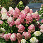 Hydrangea Plant Live Tree, Red Pink to White Color Bloom, 5-10" Well-Rooted Hydrangea Shrub Bush for House Planting Outdoor, Dormant