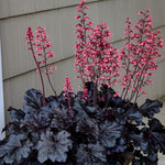 2-Pack Live Heuchera Coral Bells Plants, Deep Purple to Pink or Reddish-Brown Leaves, Vibrant Indoor Outdoor Planting