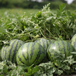 3-5 Inch Tall Sweet Red Watermelon Live Plant
