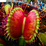Pack 6 Red Venus Flytraps Plants Live, Starter Plants Fly Trap Dionaea Muscipula for Growing