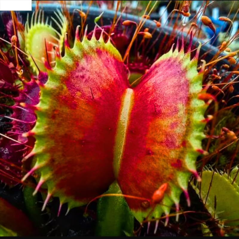Pack 6 Red Venus Flytraps Plants Live, Starter Plants Fly Trap Dionaea Muscipula for Growing