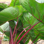 Colocasia Elephant Ears Live Plant, Alocasia Plant, Esculenta Taro Live Houseplant, 5-7 Inc Tall (Green Leaf, Red Stem)