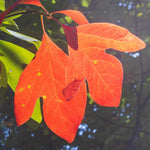 Sassafras Live Tree, 1-2 Feet Tall, Deciduous Landscape Tree
