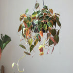 Philodendron Live Plant, Rare Variegated Houseplant 5-8 Inch Tall, Indoor Live Plant for Home or Office Decor, No Pot (Velvet Philodendron)