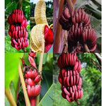 Banana Plant Live, Red Banana Tree Live Plant, Hardy Banana Fruit Seedling 4 to 8 Inch Tall, Indoor Outdoor