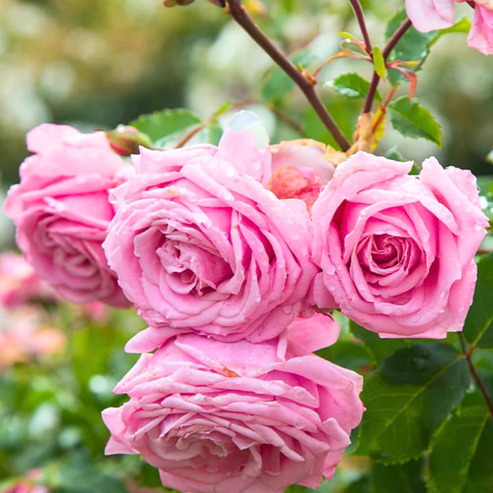 Rose Bush Live Plant, Heirloom Rose Plant Live for Planting, Fragrant Flowers Well Rooted Plant, 5-10 Inch Tall (Pink Rose)