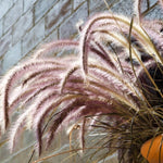 4 Red Purple Fountain Grass Plants Live, Ornamental Grass Live Plants, Purple Grass Great for Borders, Containers, 5-9 Inch Height