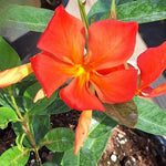 2 Orange Mandevilla Plants Live, Mandevilla Flower Live Plants, Live Mandevilla Plant, 4 Inc to 7 Inc Tall, Mandevilla Well Rooted for Garden